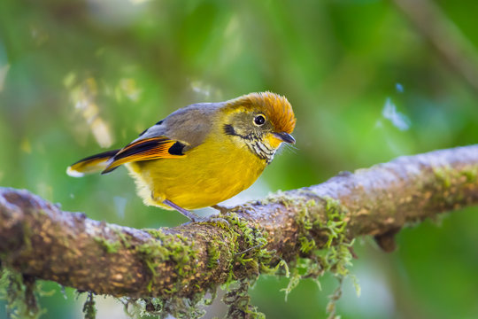 Close up of Chestnut-tailed minla