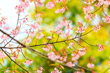 Bird on Cherry Blossom and sakura