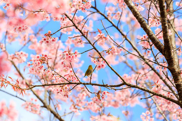 Bird on Cherry Blossom and sakura