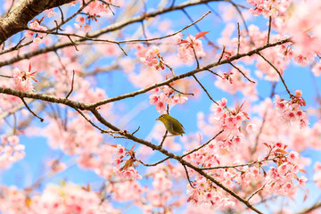Bird on Cherry Blossom and sakura
