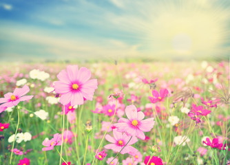 pink flowers field . natural background concept 