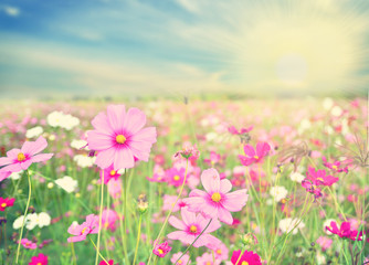 Obraz premium pink flowers field . natural background concept 
