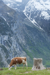 Fototapeta na wymiar Cow in Lauterbrunnen valley, Switzerland