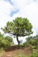 One tree that grows on the corridor.