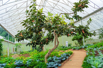 Japanese Persimmon Tree With Fruits