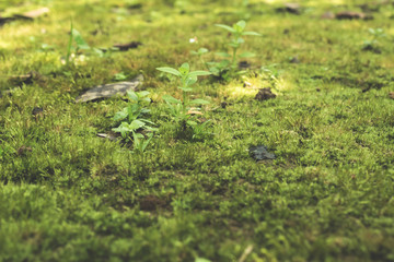 Small plants growing up in nature.