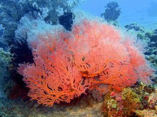 Fototapeta na wymiar Gorgonian coral, Island Bali, Tulamben