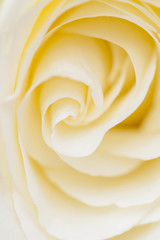 Close up of white rose