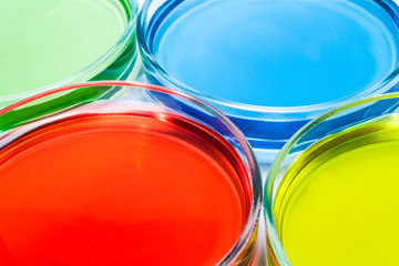 Set of Petri dishes with colored liquid