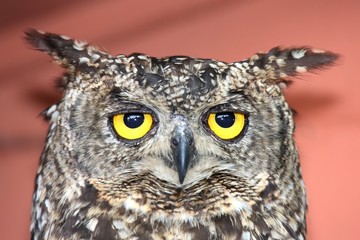 Eagle Owl Bird