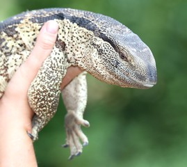 Leguaan or Water Monitor Reptile