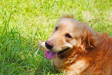 Golden Retriever