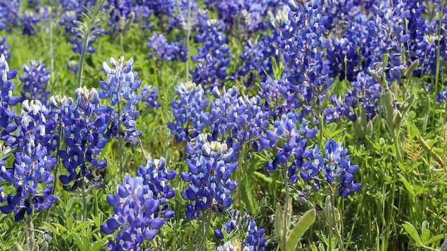 Blooming Bluebonnets in Texas