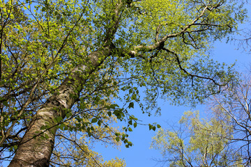Printemps. Feuillage naissant #4