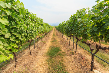 Fototapeta na wymiar vineyard field in Thailand