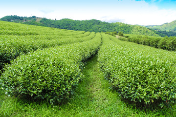 Tea Plantations