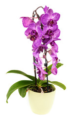 Orchidee lila im Blumentopf