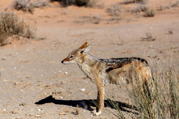 black-backed jackal (Canis mesomelas)
