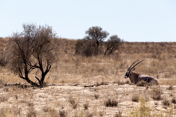 Gemsbok, Oryx gazella