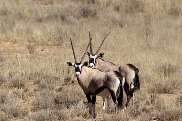 Gemsbok, Oryx gazella