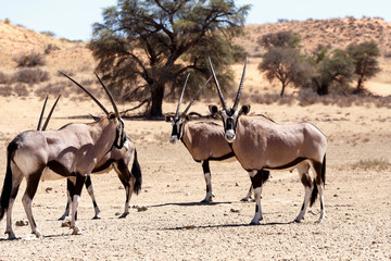Naklejka na ściany i meble Gemsbok, Oryx gazella