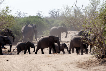 Obraz premium African Elephant in Chobe National Park