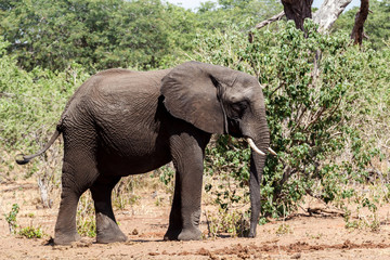 Fototapeta premium African Elephant in Chobe National Park