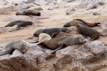 huge colony of Brown fur seal - sea lions in Namibia
