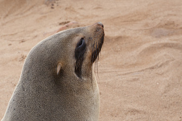 Obraz premium portrait of Brown fur seal - sea lions in Namibia