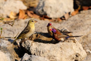 Violet-eared waxbills at bird bath