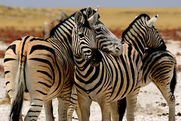Plain zebras