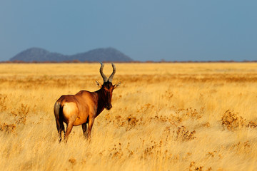 Tsessebe standing in a plain