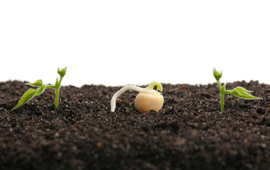 Sprouted peas