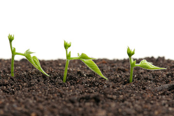 Sprouted peas