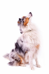 Australian Shepherd mit blue merle F&auml;rbung