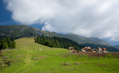 Fototapeta na wymiar mountain pastures