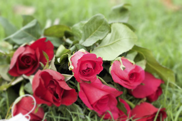 Red rose at beautiful