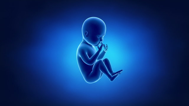 Fetus baby moving pregnancy concept x-ray