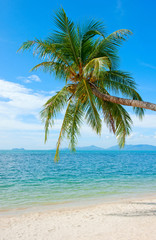Fototapeta na wymiar Coconut Palm tree on the sandy beach