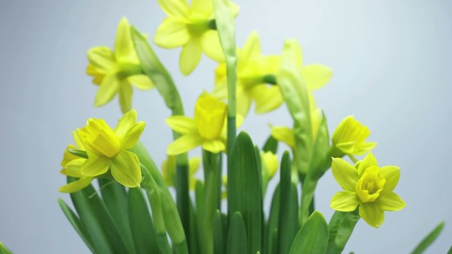 Daffodils Growing, Wide shot