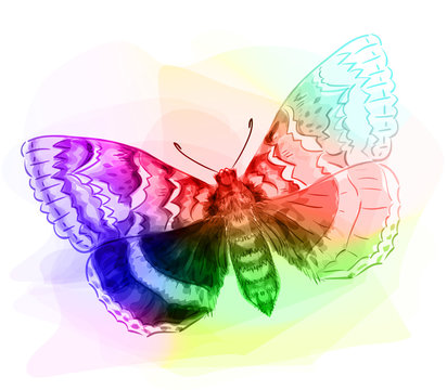 Butterfly. Iridescen colours.