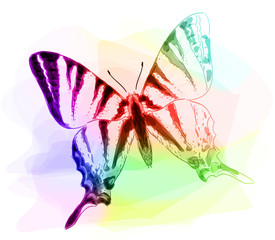 Butterfly. Iridescen colours.