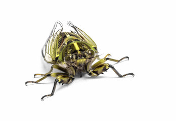 cicada