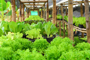 Healthy Vetable in the Organic Farm
