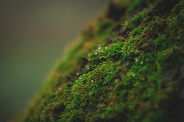 green moss with droplets of water