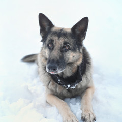Dog Looking Attentively