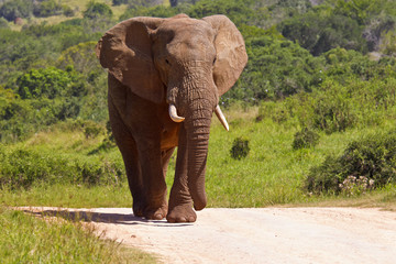 Fototapeta na wymiar Large elephant on a gravel road