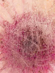 beautiful delicate soft pink flower