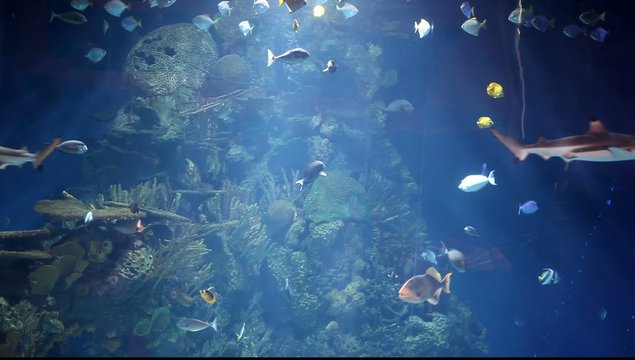 Aquarium with tropical fish