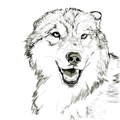Wolf muzzle sketch